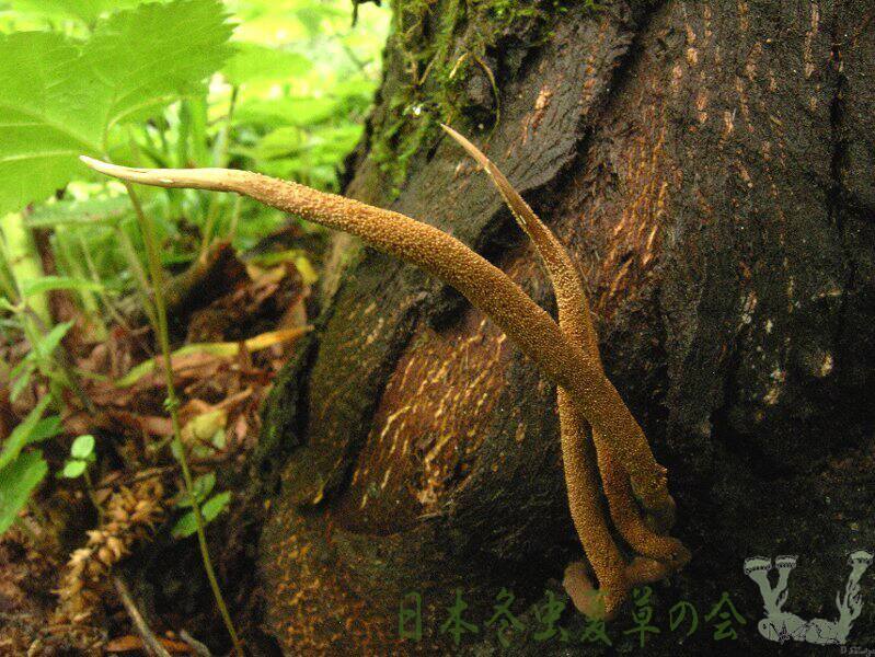 asibutoimomusitake1s
