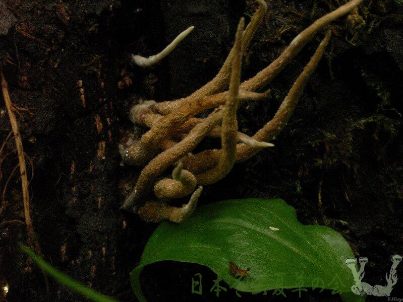 asibutoimomusitake2s