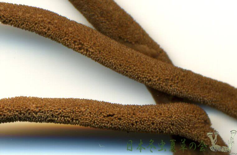 asibutoimomusitake3s