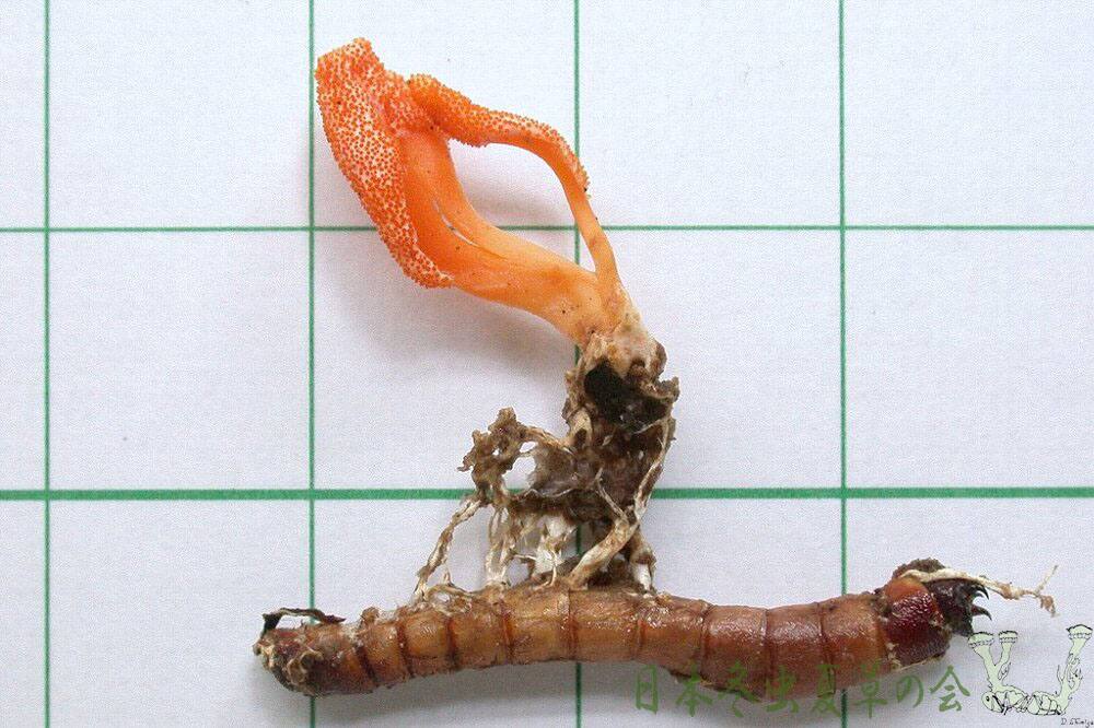 beniirokuchikimusitakes