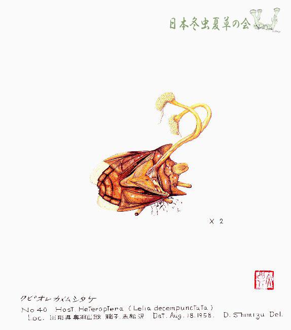 ekubiorekamemusitake