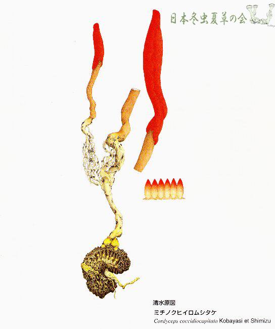 emichinokuhiiromusitake