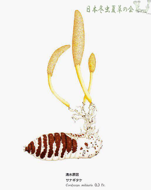esanagitake