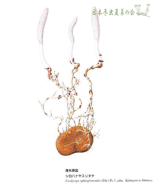 esirohanayasuritake