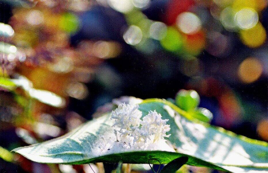 hanasanagitake1