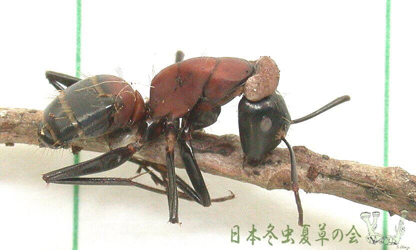 ア行