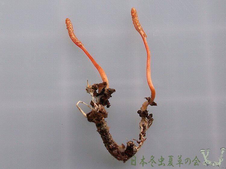 hosoenokobenimusitake2s