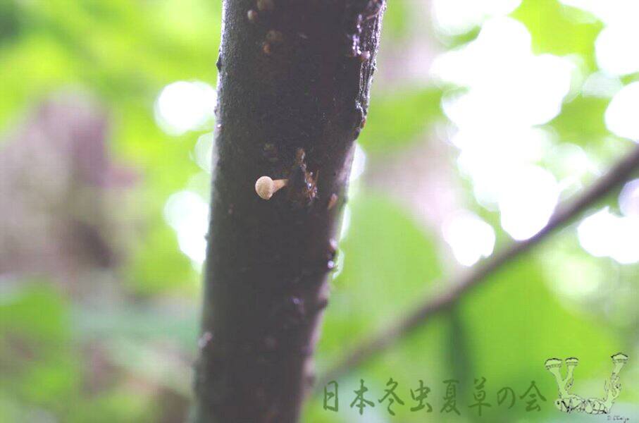 hutokubihaeyadoritake3s
