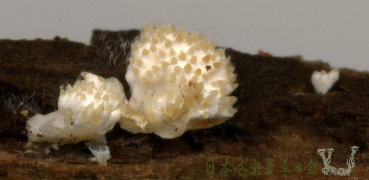 hutokubikuchikimusitake1s