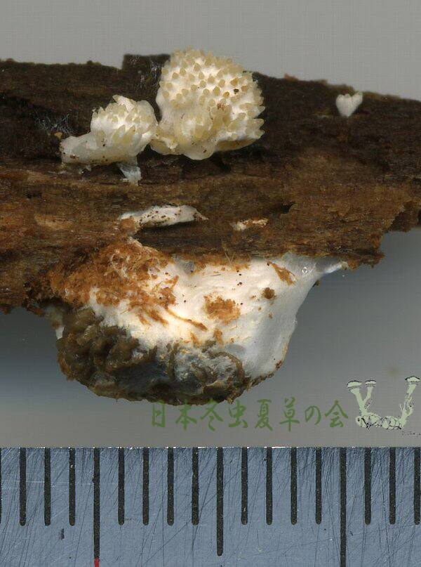 hutokubikuchikimusitake2s