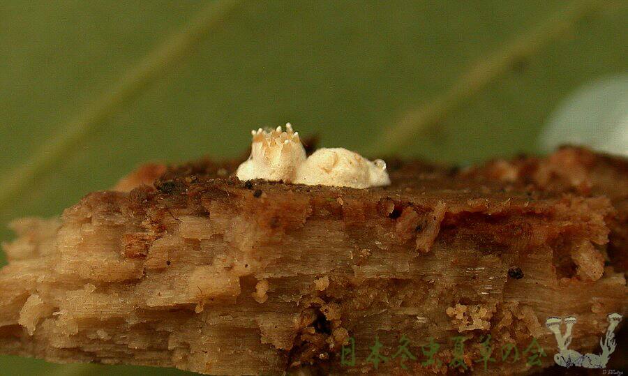 kubinagakuchikimusitake1s