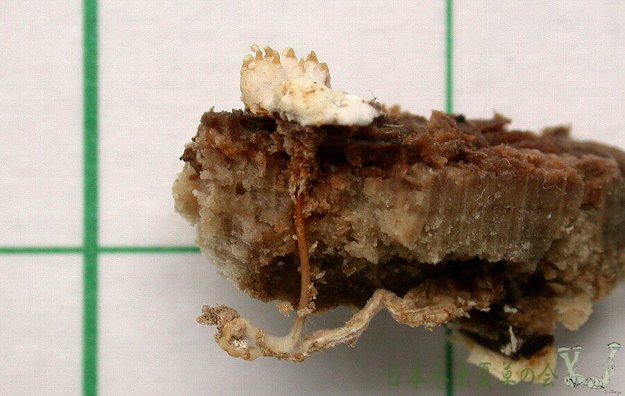 kubinagakuchikimusitake2s