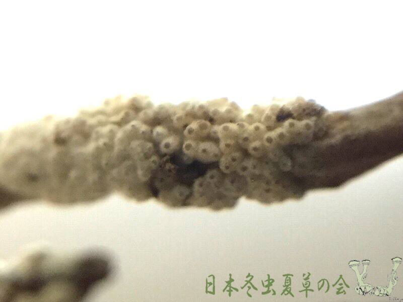 kuchikikanotuno1s