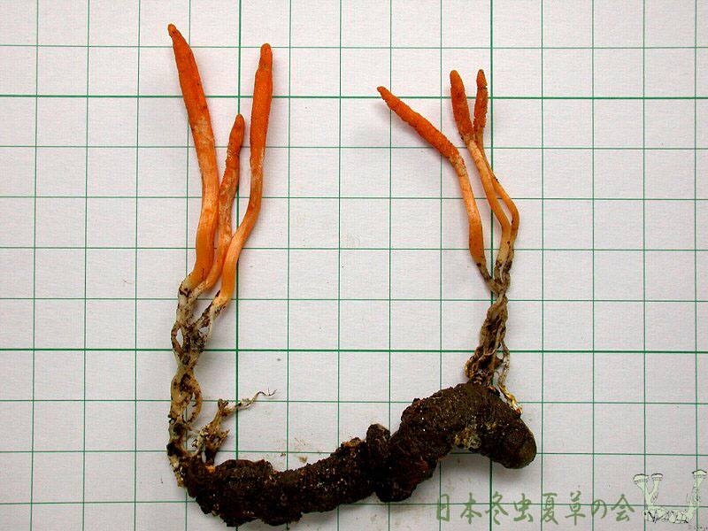 madaraimomusitake1s