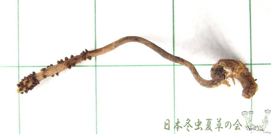 maruminokoganemushitake1s