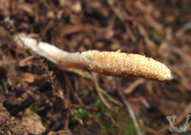 mayasanetukimusitakes