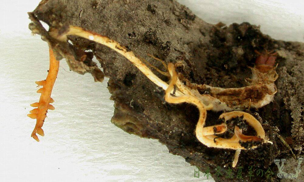 michinokukoganemusitake2s
