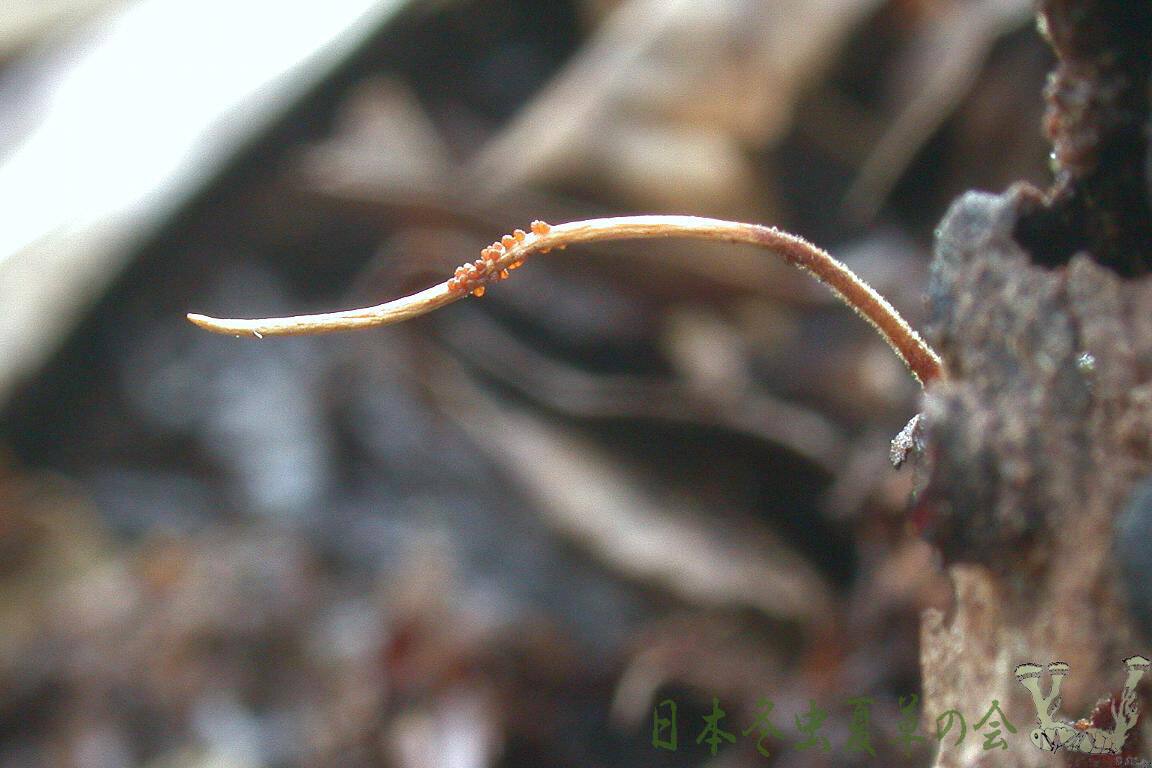 oirasekuchikimusitakes