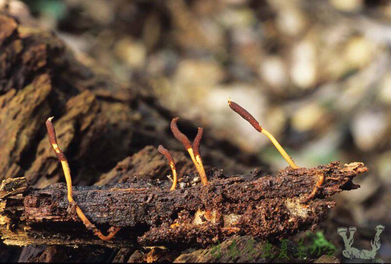 sanukikuchikimusitake1s