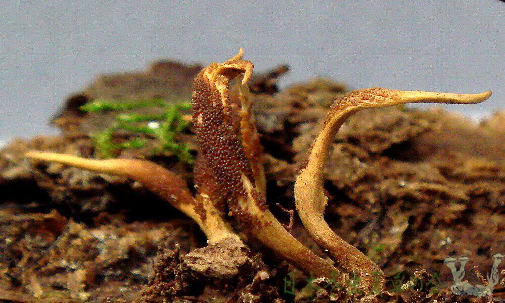 sanukikuchikimusitake3s