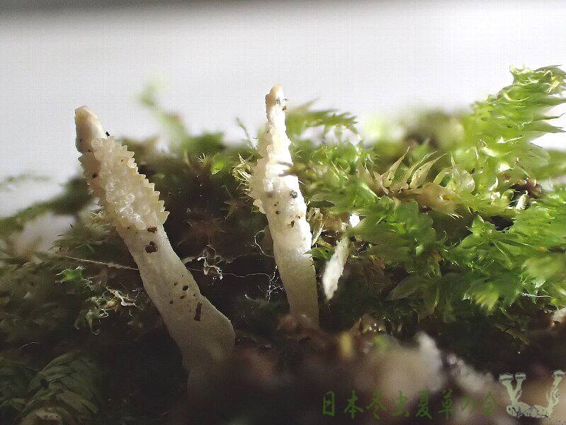 syuirokuchikimusitakes