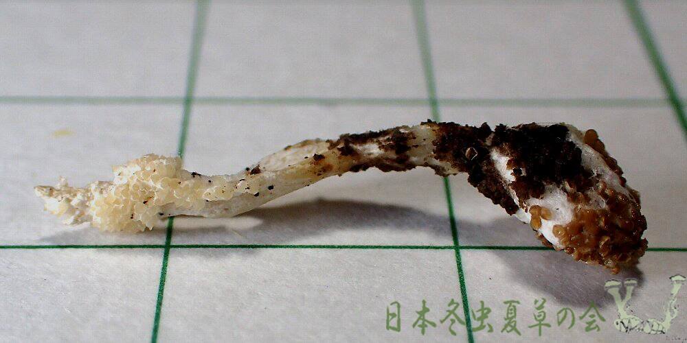 syuirokuchikimusitake2s