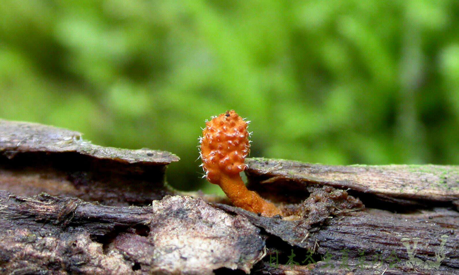 syuirokuchikimusitakes