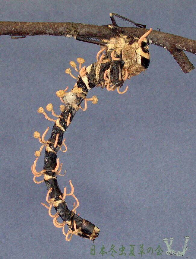 tampoyanmatakes