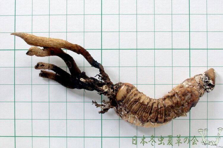 teppomusitake2s