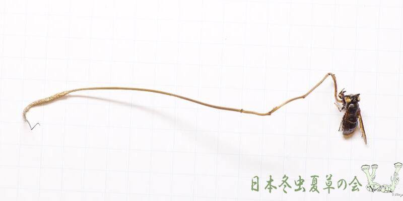 tukinukihachitake5s