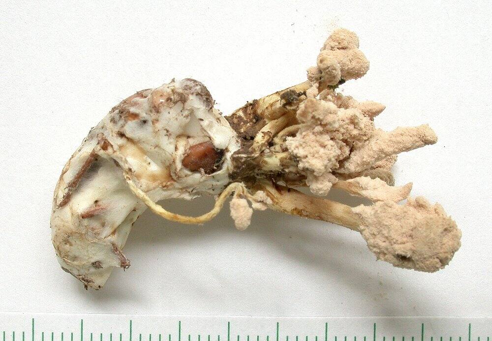 tukutukuboushitake2
