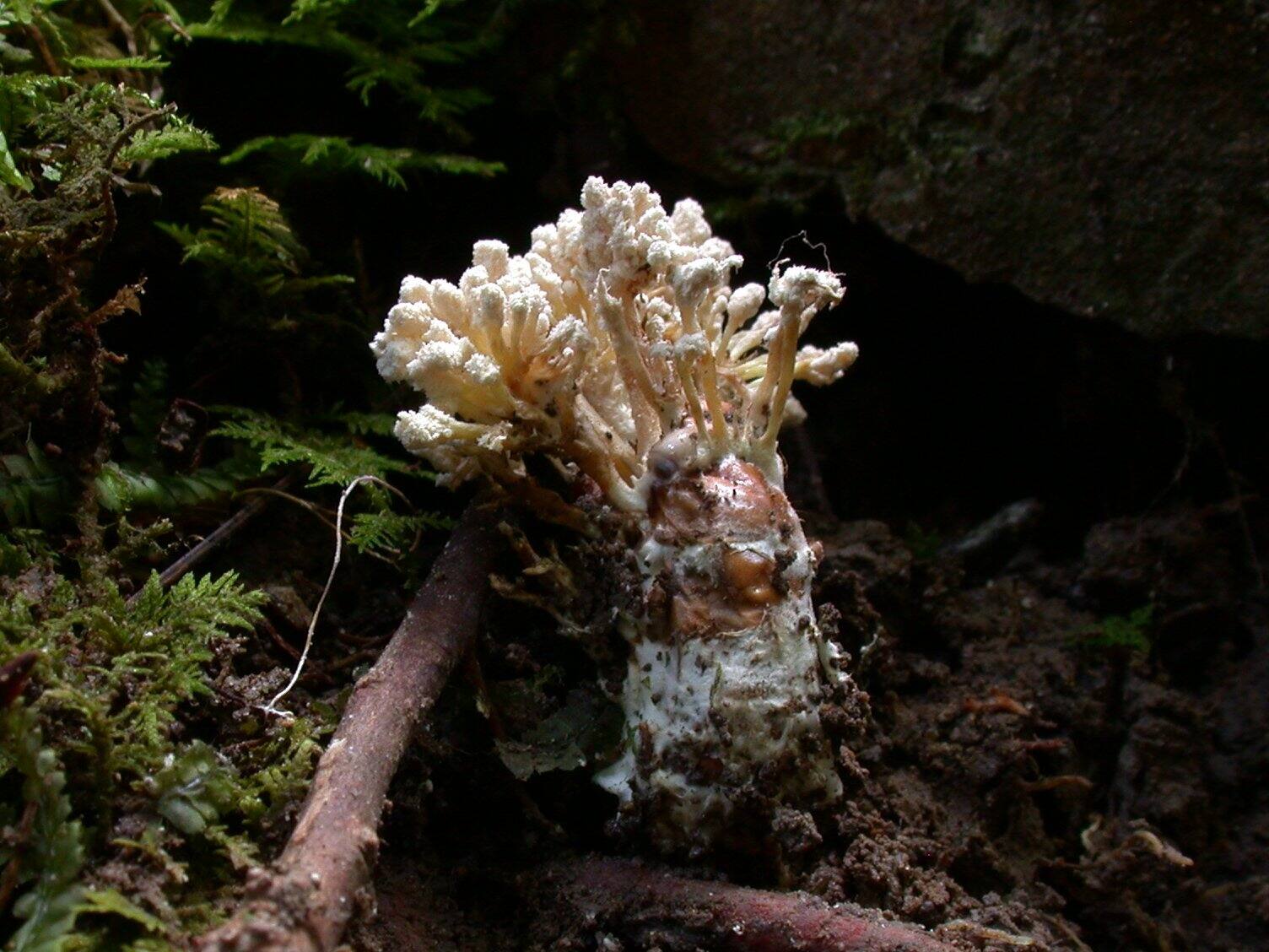 tukutukuboushitake