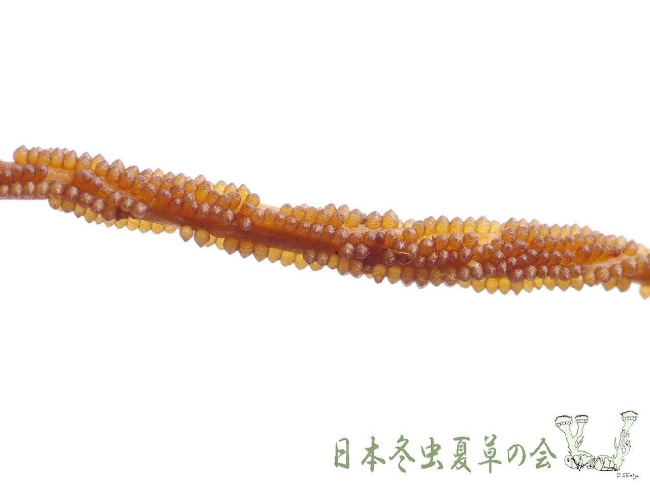 unkaharitake2s