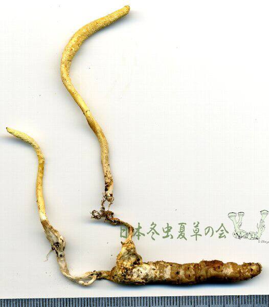 usukisanagitake10s