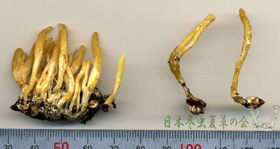 usukisanagitake1s